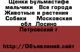 Щенки Бульмастифа мальчики - Все города Животные и растения » Собаки   . Московская обл.,Лосино-Петровский г.